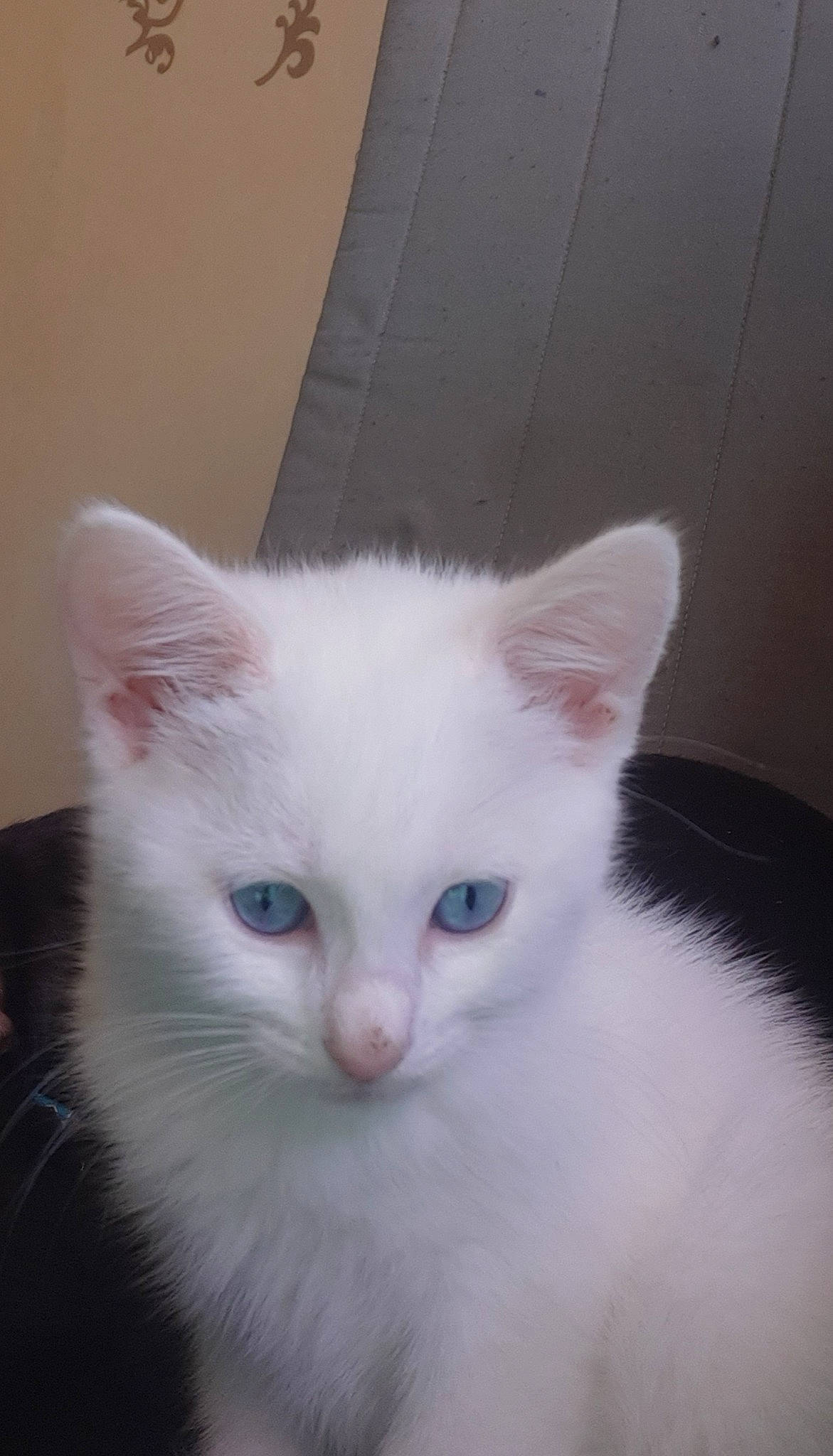 Maya participe au concours pour gagner de l'argent avec cette photo : burmilla, carnivore, cat, colorpoint_shorthair, domestic_long_haired_cat, domestic_short_haired_cat, eye, felidae, fur, iris, javanese, khao_manee, kitten, mammal, ragdoll, small_to_medium_sized_cats, turkish_angora, turkish_van, vertebrate, whiskers