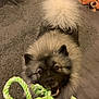 dog, pet, fluffy, rope_toy, playing, carpet, indoor, animal, cute, fur, tail, mouth, toy, playful, brown, grey, black, floor, home, fun