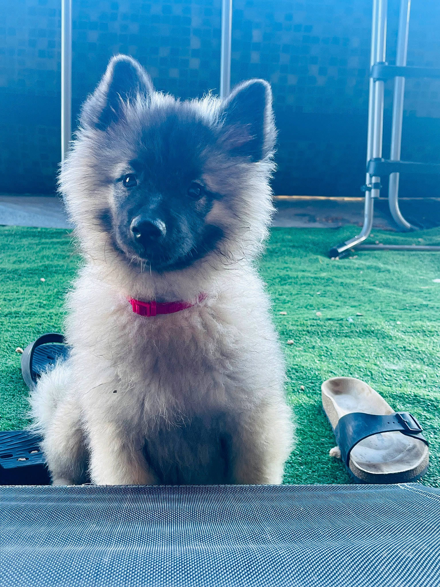 Tina a rejoint le concours — aidez-le/la à gagner de superbes lots ! ancient_dog_breeds, blue, canidae, carnivore, companion_dog, dog, dog_breed, dog_supply, electric_blue, foot, fur, magenta, non_sporting_group, sandal, snout, sporting_group, tail, whiskers