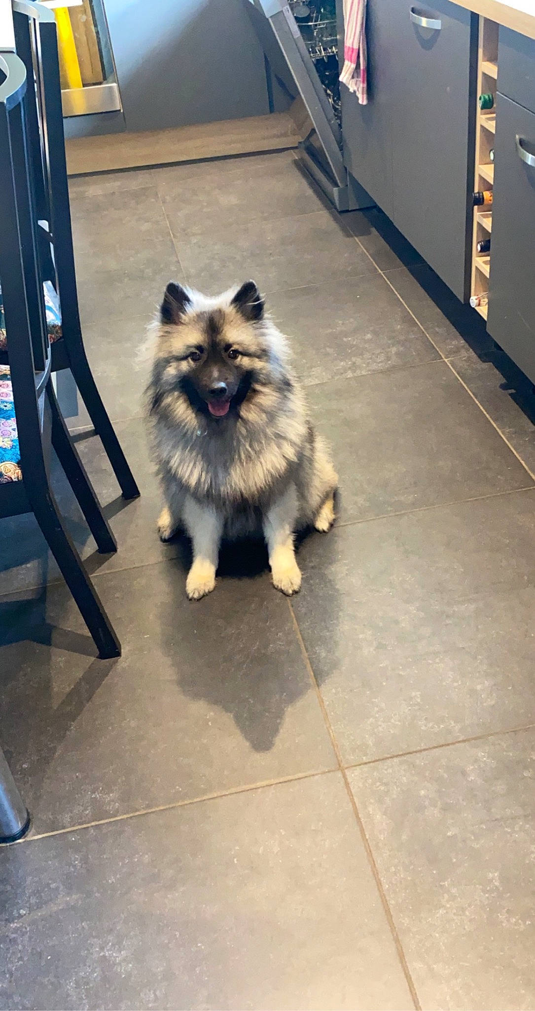 Roxy a rejoint le concours — aidez-le/la à gagner de superbes lots ! ancient_dog_breeds, canidae, carnivore, companion_dog, dog, dog_breed, electric_blue, flooring, fur, gas, non_sporting_group, road_surface, snout, sporting_group, tail, toy_dog, whiskers, working_dog