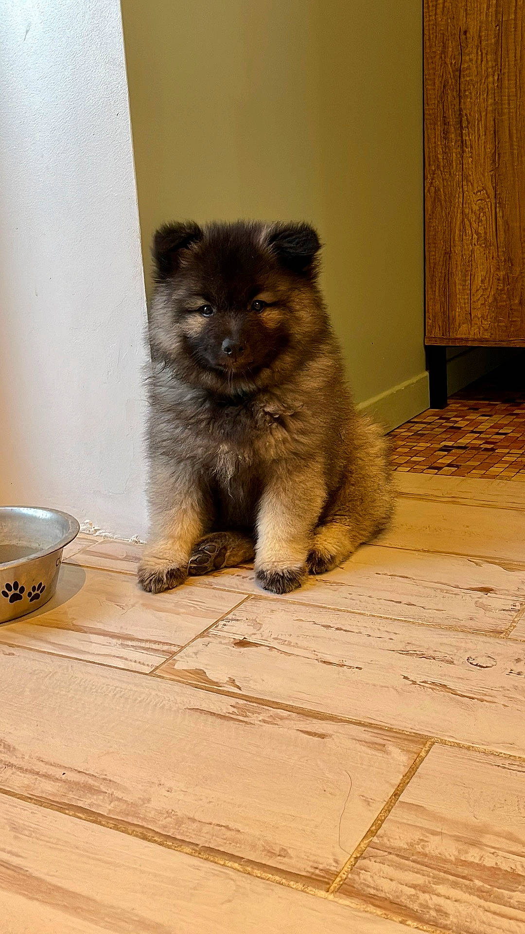 Pato participe au concours pour gagner de l'argent avec cette photo : carnivore, cat, claw, dog_breed, domestic_short_haired_cat, fawn, felidae, flooring, fur, hardwood, kitchen_utensil, mixing_bowl, serveware, small_to_medium_sized_cats, snout, tableware, tail, terrestrial_animal, whiskers, wood