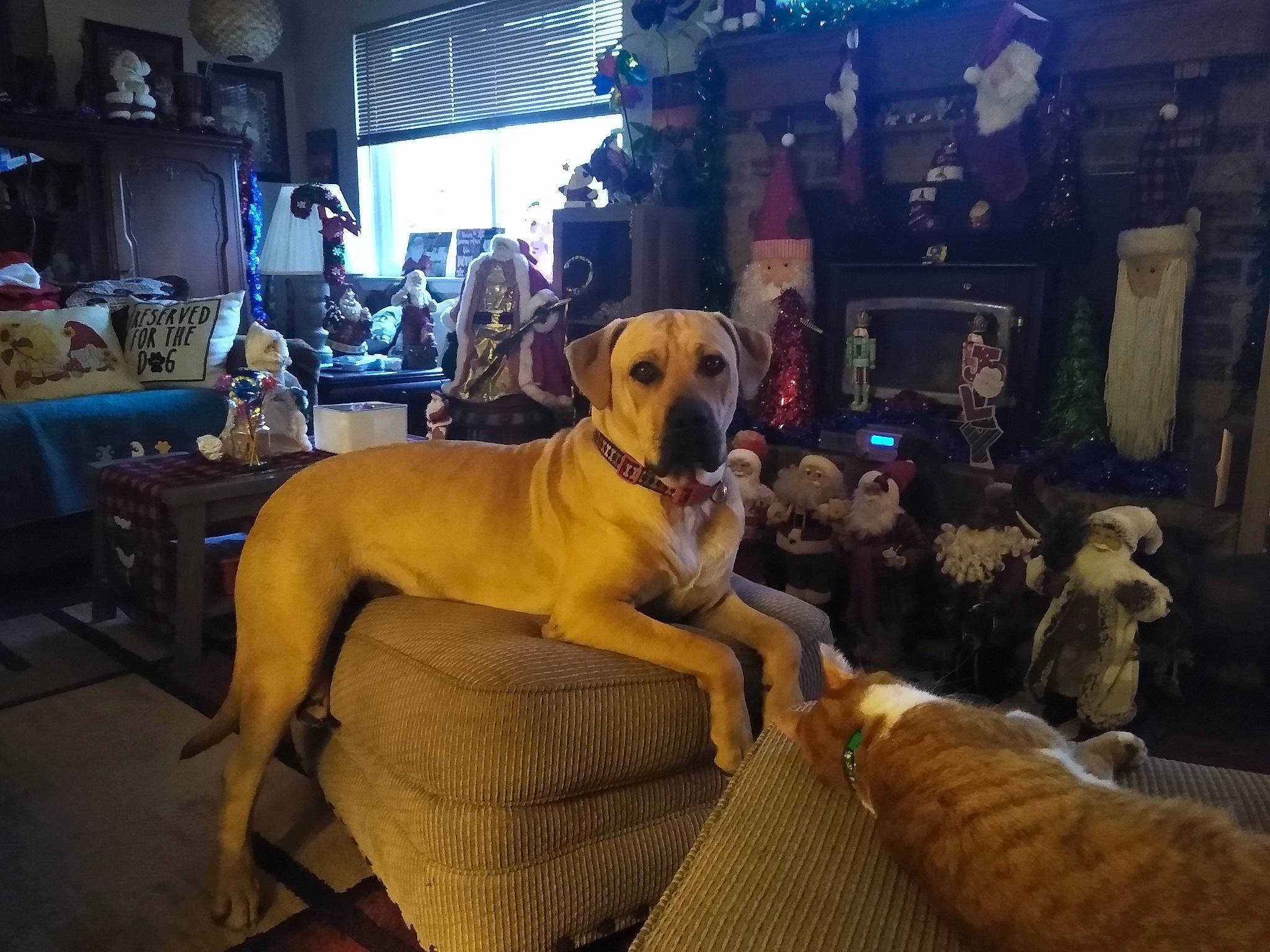 Old Yellar Dog joined the competition — help win amazing prizes! ball, canidae, carnivore, chair, collar, companion_dog, couch, dog, dog_breed, dog_collar, event, fawn, fur, guard_dog, gun_dog, night, plant, retriever, snout, sporting_group