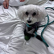 Dottie joined the competition — help win amazing prizes! animal, bed, bedspread, calm, collar, companionship, cozy, curly_fur, cute, dog, domestic, fur, hands, human, indoor, leash, pet, resting, small_dog, white_dog