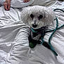 animal, bed, bedspread, calm, collar, companionship, cozy, curly_fur, cute, dog, domestic, fur, hands, human, indoor, leash, pet, resting, small_dog, white_dog