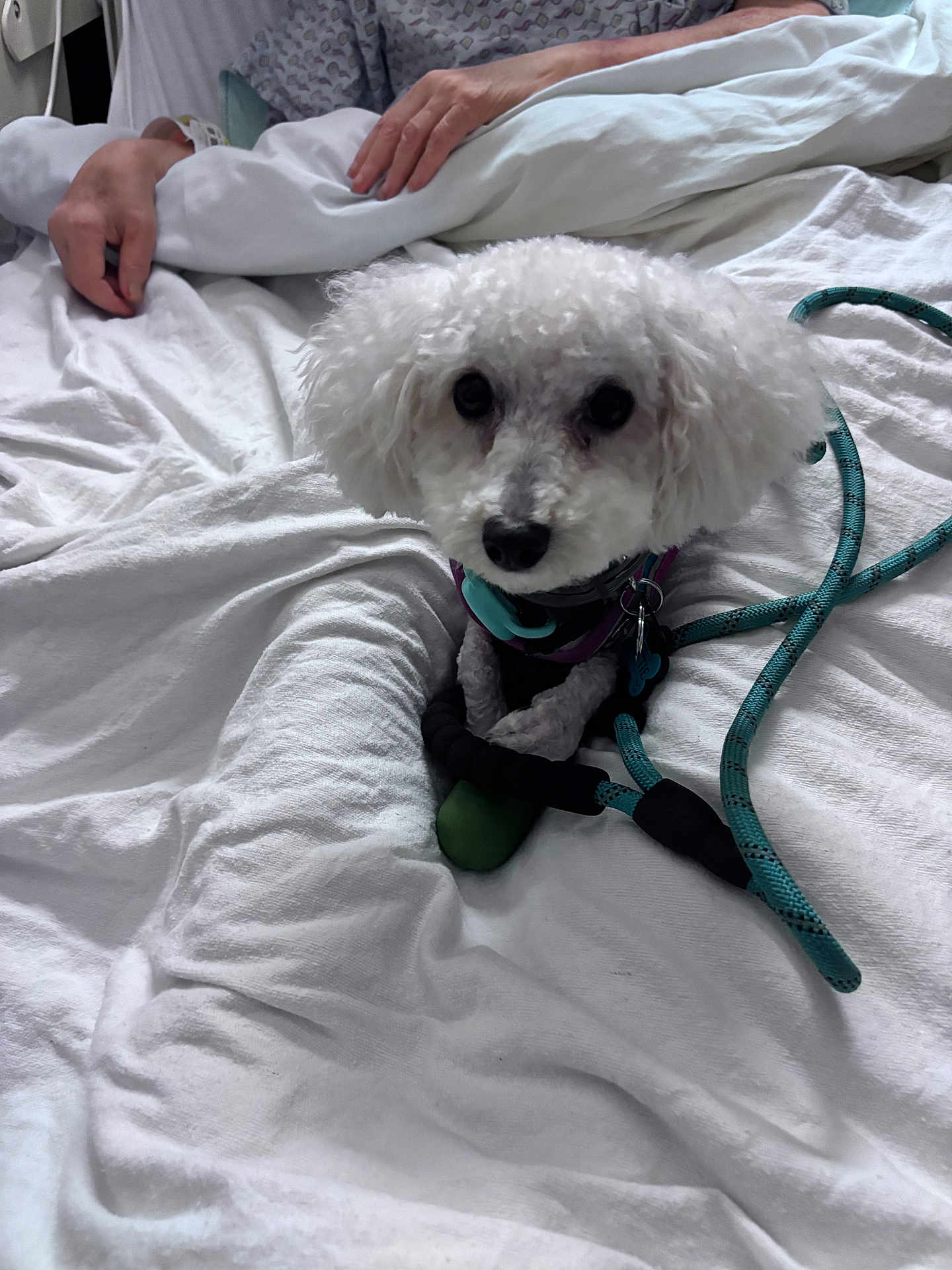 Dottie