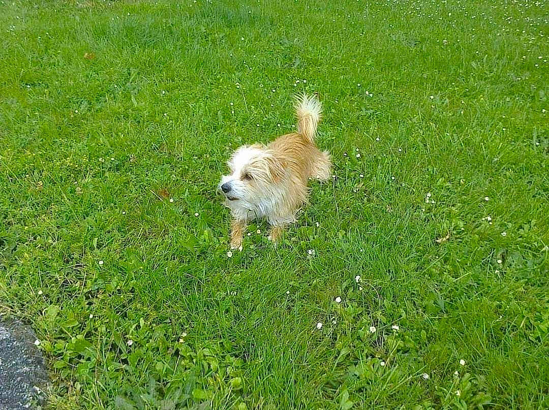 Fiona participe au concours pour gagner de l'argent avec cette photo : canidae, carnivore, companion_dog, dog, dog_breed, fawn, german_spitz, grass, grass_family, grassland, groundcover, lawn, pasture, plant, small_terrier, sporting_group, tail, terrier, toy_dog, water_dog