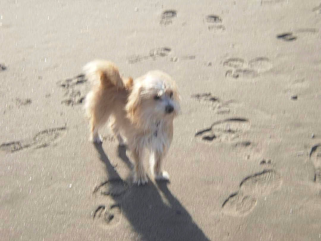 Fiona a rejoint le concours — aidez-le/la à gagner de superbes lots ! asphalt, beach, canidae, carnivore, companion_dog, dog, dog_breed, fawn, fur, german_spitz, landscape, mal_shi, sand, shadow, soil, sporting_group, tail, terrier, toy_dog, working_animal