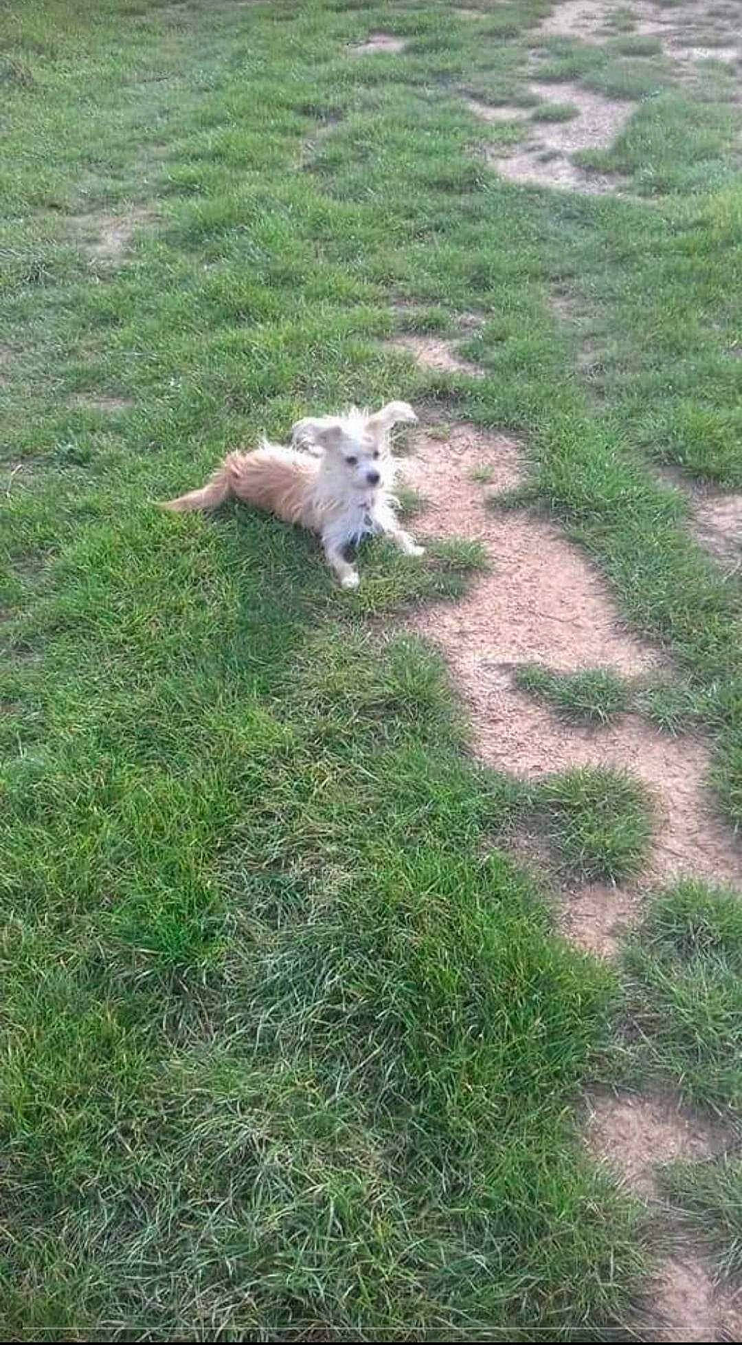 Fiona a rejoint le concours — aidez-le/la à gagner de superbes lots ! carnivore, companion_dog, dog, dog_breed, fawn, felidae, grass, grass_family, grassland, grey_squirrel, groundcover, lawn, pasture, plant, soil, sporting_group, squirrel, tail, terrestrial_animal, tree