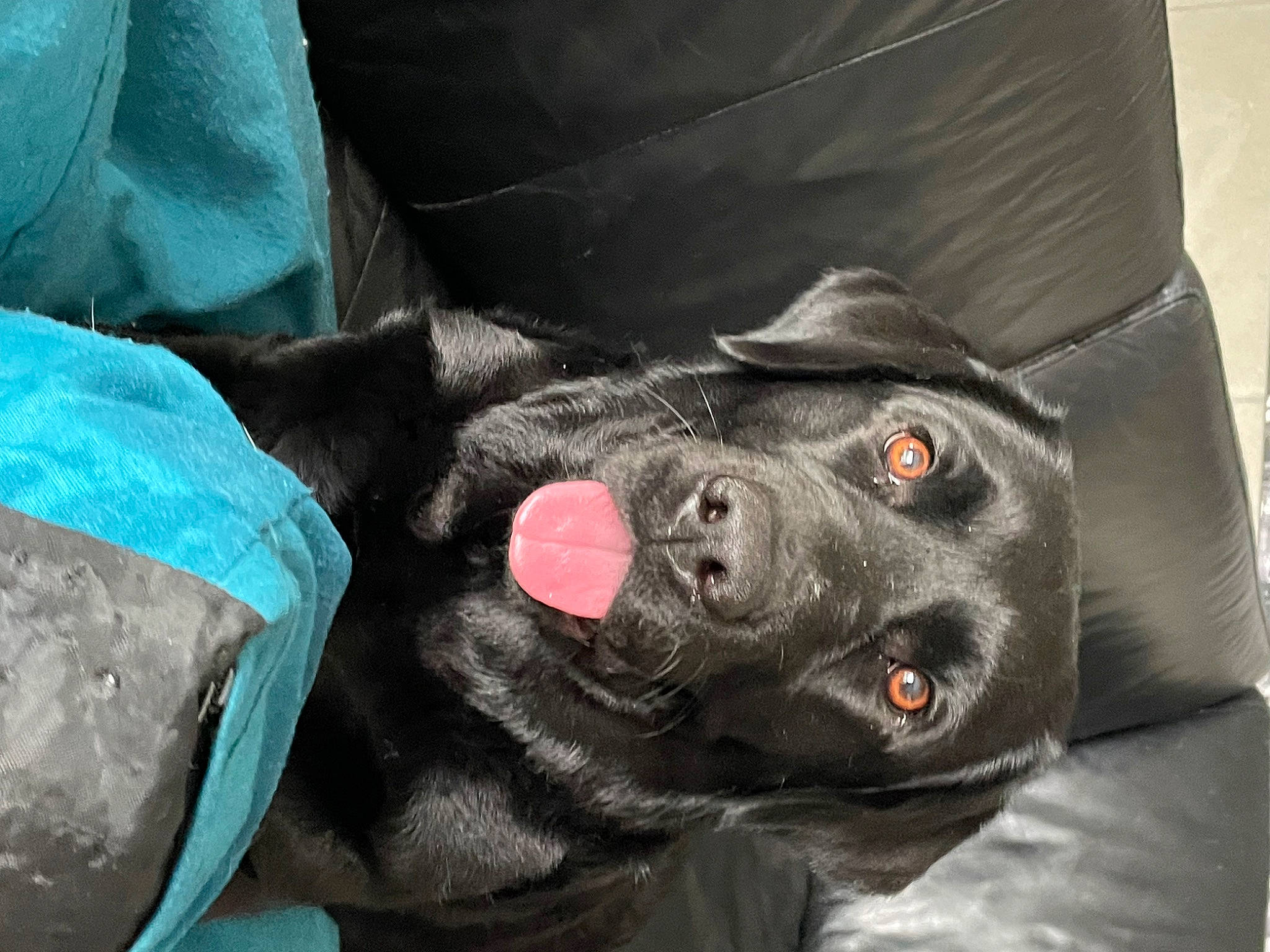 Saya participe au concours pour gagner de l'argent avec cette photo : borador, canidae, carnivore, collar, comfort, companion_dog, dog, dog_breed, dog_collar, electric_blue, fur, guard_dog, natural_material, non_sporting_group, snout, sporting_group, whiskers, working_animal