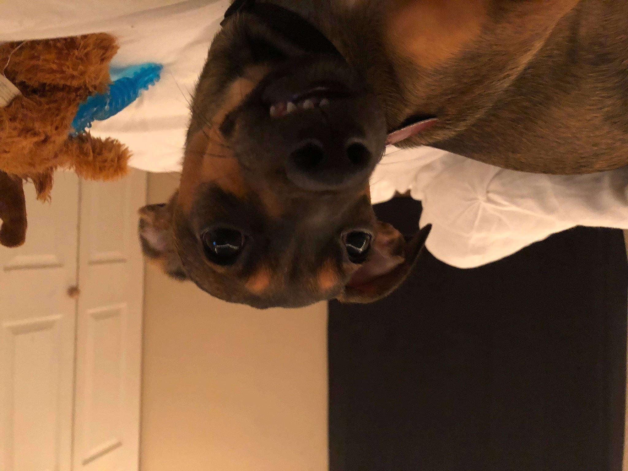 Leo is registered to the contest to win money with this photo: fawn, jaw, mouth, nose, organism, snout