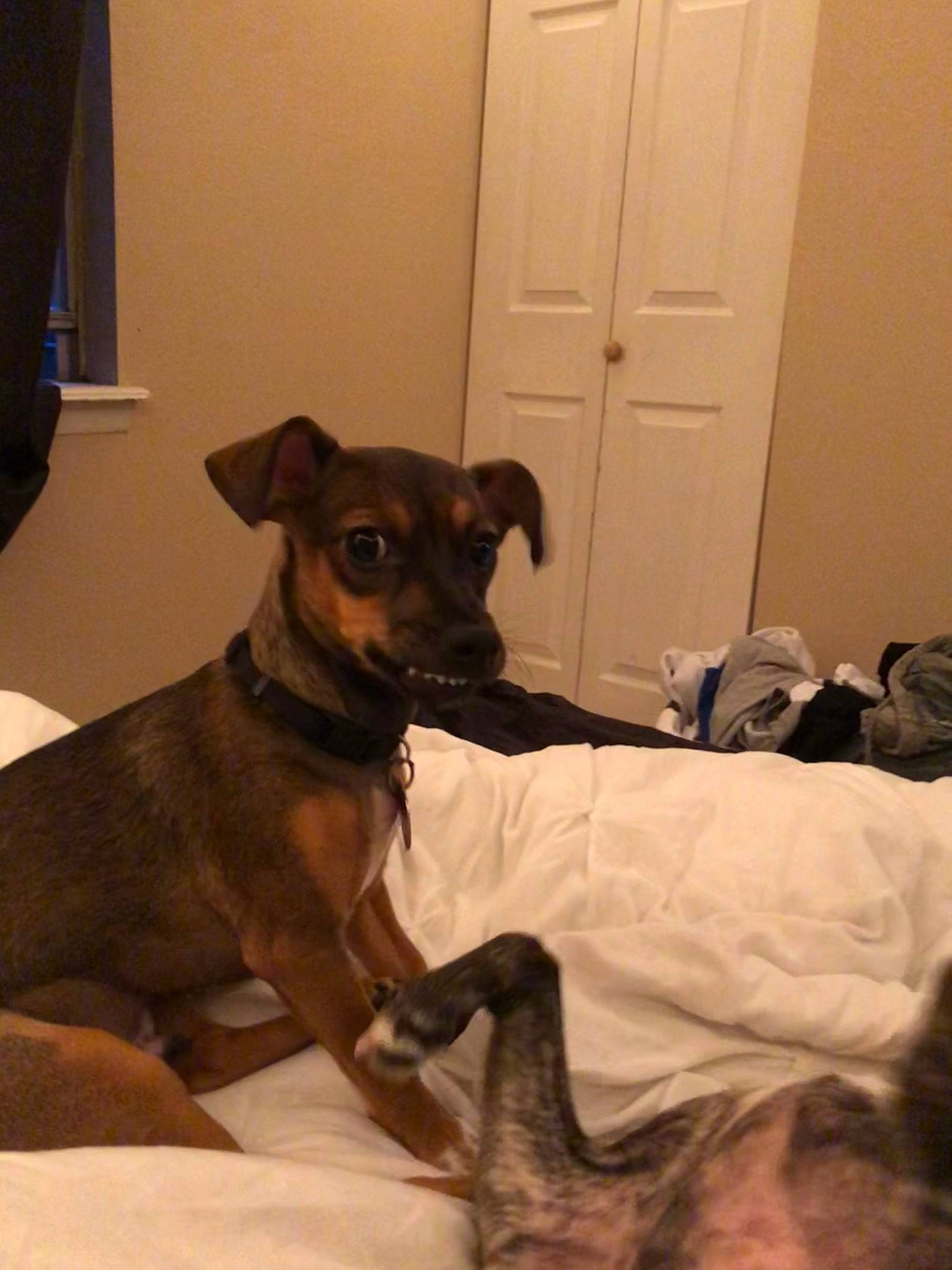 Leo is registered to the contest to win money with this photo: canidae, carnivore, companion_dog, dog, dog_breed, ear, fawn, mammal, miniature_pinscher, puppy, snout, sporting_group, toy_dog, vertebrate