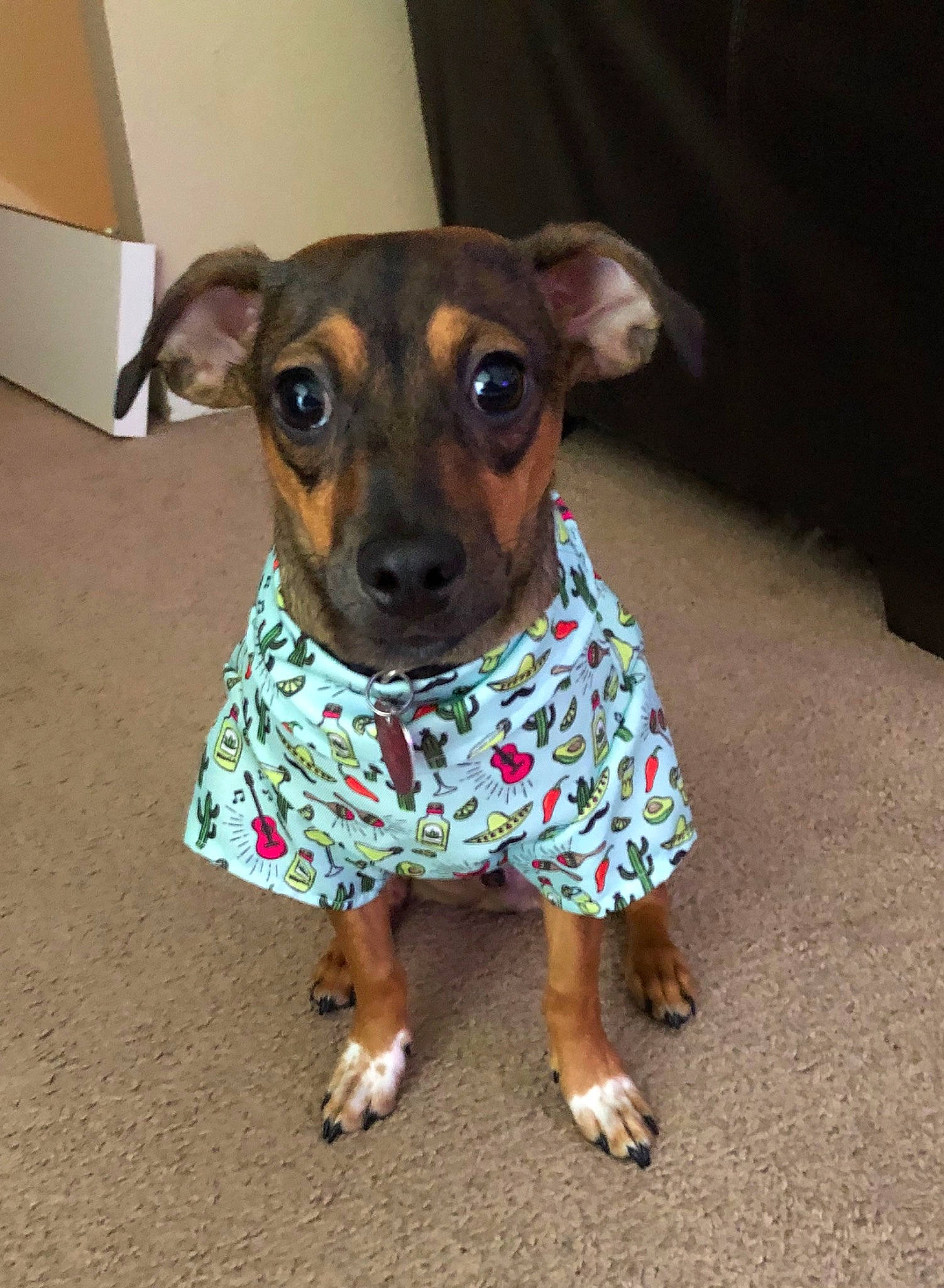 Leo is registered to the contest to win money with this photo: canidae, carnivore, companion_dog, dog, dog_breed, dog_clothes, fawn, feist, mammal, miniature_fox_terrier, miniature_pinscher, snout, toy_dog, vertebrate