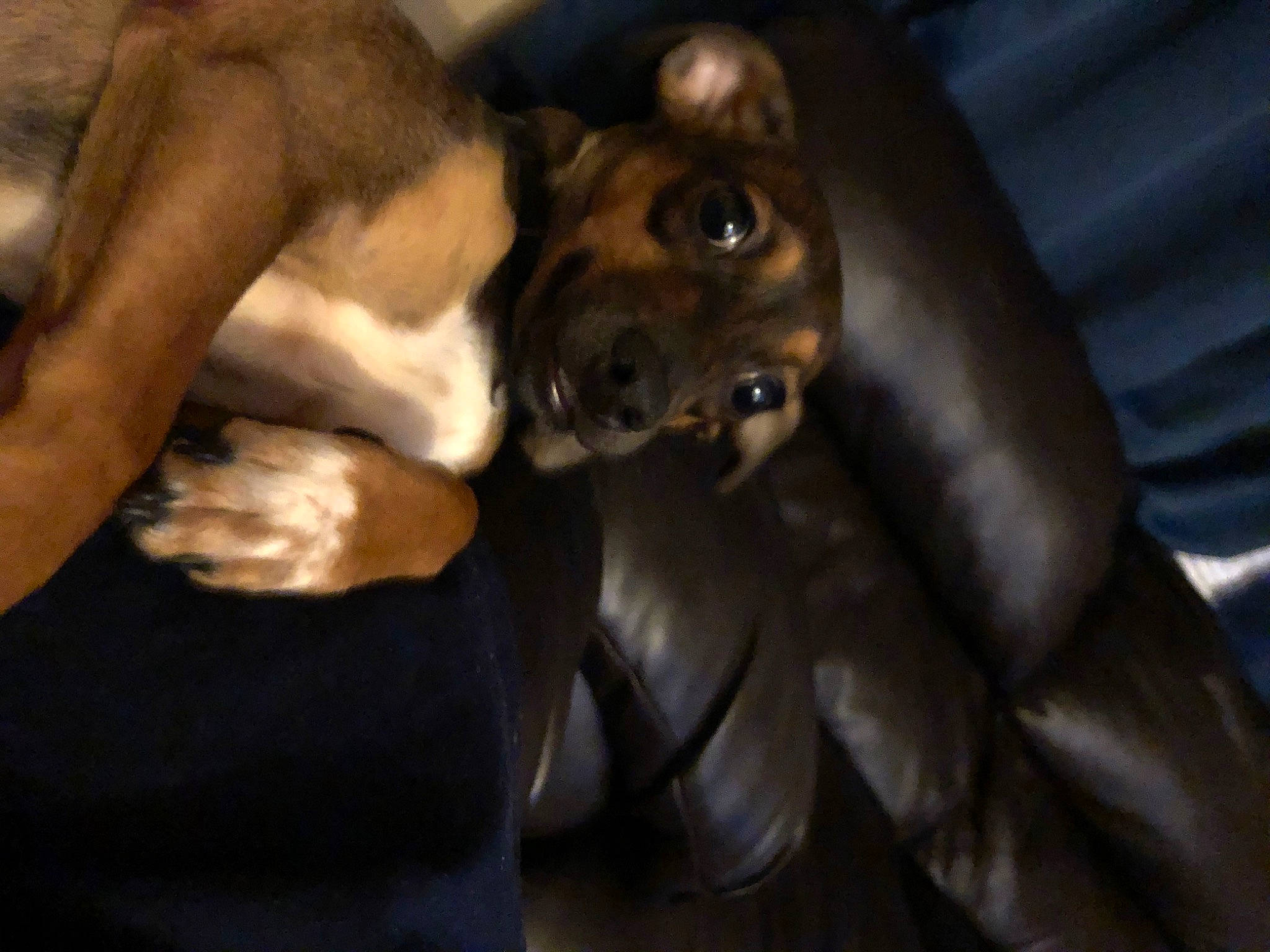 Leo joined the competition — help win amazing prizes! american_pit_bull_terrier, boxer, canidae, carnivore, dog, dog_breed, fawn, guard_dog, mouth, muscle, non_sporting_group, puppy, snout, sporting_group