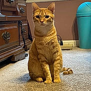 Simba joined the competition — help win amazing prizes! cat, orange_tabby, indoor, carpet, furniture, wooden_dresser, window, trash_can, pet, animal, sitting, alert, domestic_cat, whiskers, tail, ears, floor, room, household, cute