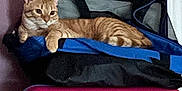 Simba is registered to the contest to win money with this photo: cat, orange_tabby, bag, blue_bag, pink_suitcase, luggage, indoor, resting, relaxed, feline, pet, striped, purple_wall, cozy, domestic_animal, container, animal, fur, cute, comfortable