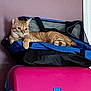 cat, orange_tabby, bag, blue_bag, pink_suitcase, luggage, indoor, resting, relaxed, feline, pet, striped, purple_wall, cozy, domestic_animal, container, animal, fur, cute, comfortable