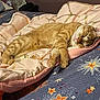 Simba is registered to the contest to win money with this photo: cat, orange_tabby, sleeping, bed, blanket, comforter, patterned, cozy, indoor, resting, feline, cute, domestic_cat, paw, fur, relaxed, soft, pink, blue, stars