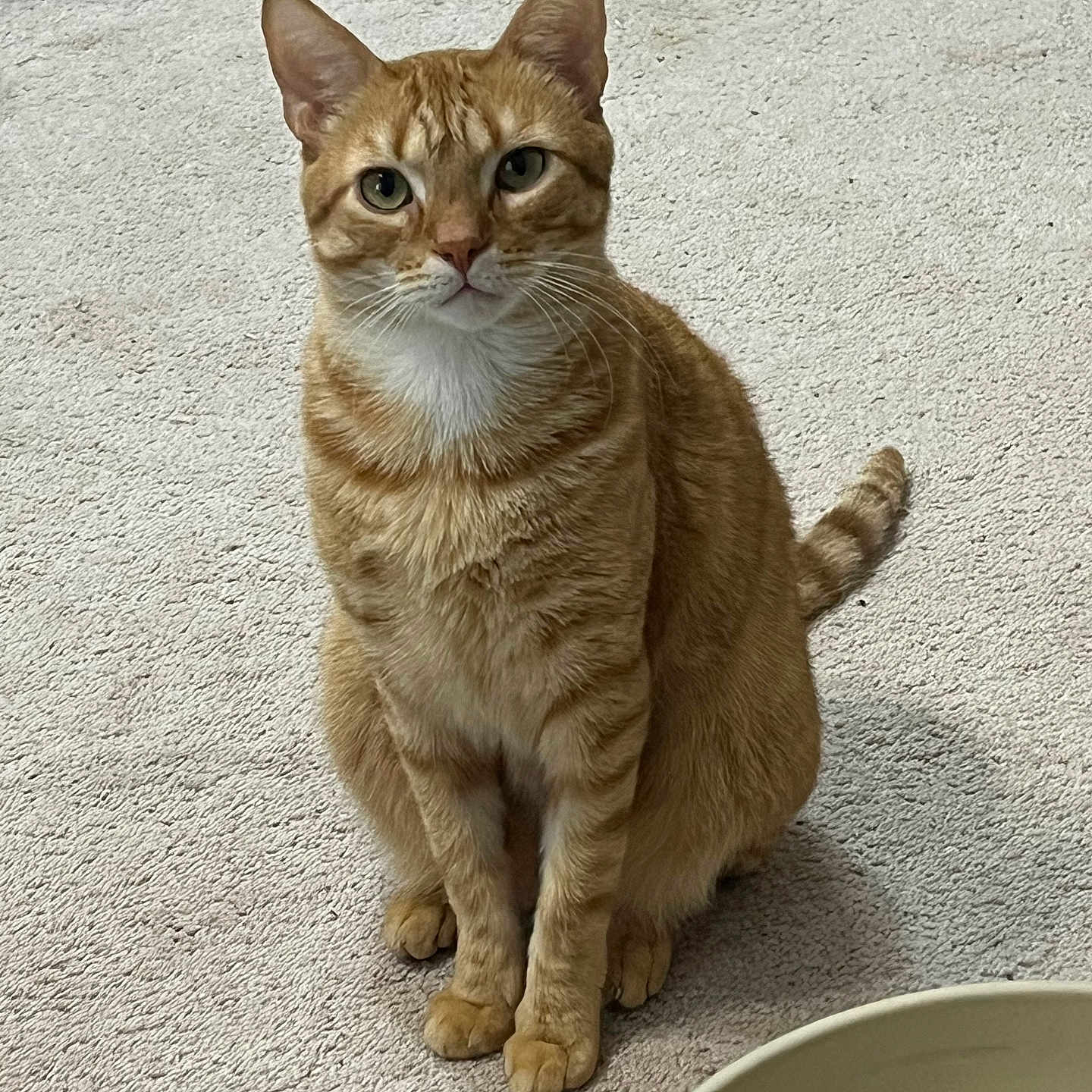 Simba is registered to the contest to win money with this photo: animal, bowl, carpet, cat, companionship, curious, cute, domestic_cat, ears, feline, floor, fur, household, indoor, looking_at_camera, orange_tabby, pet, sitting, tail, whiskers
