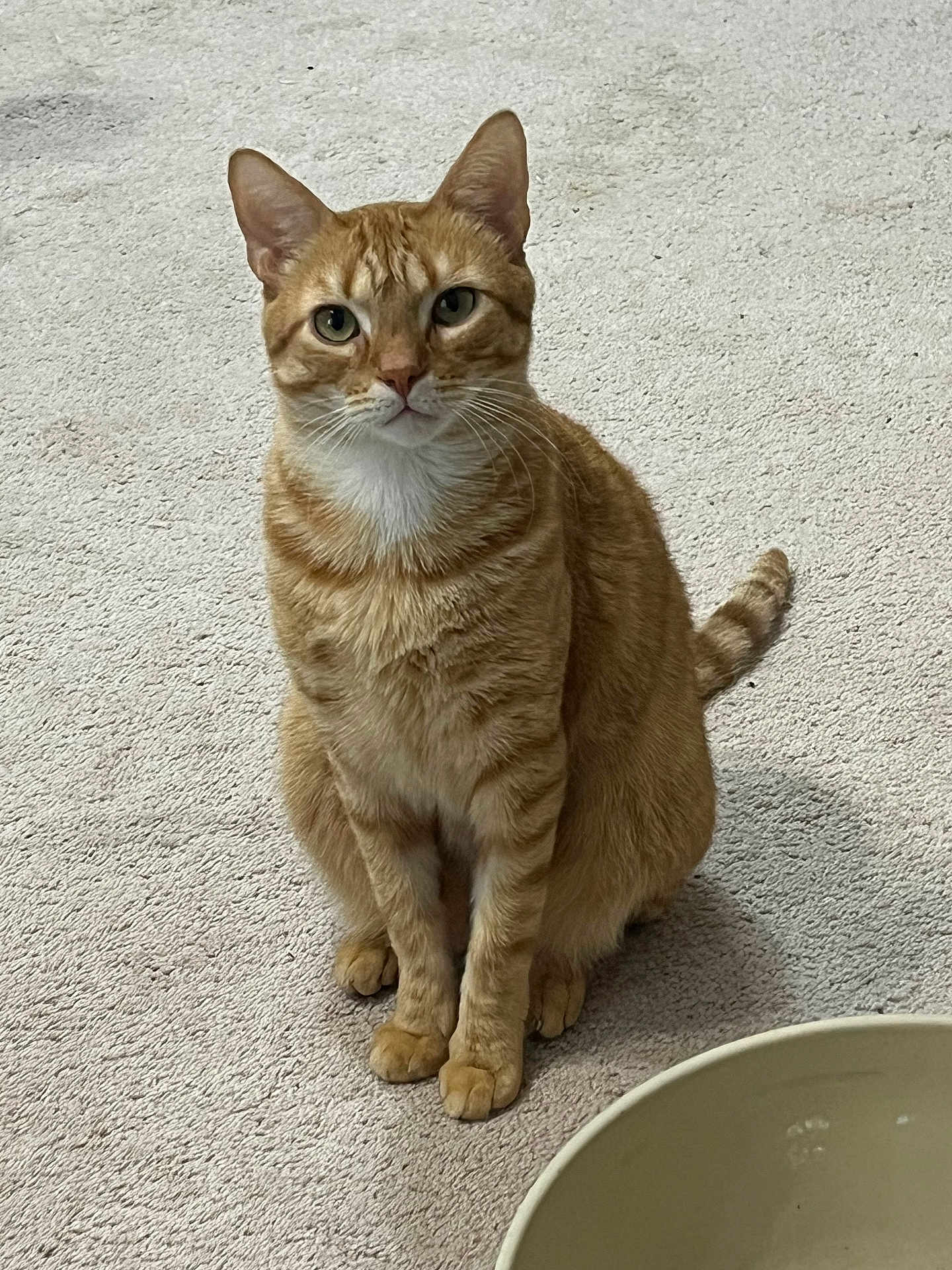 Simba