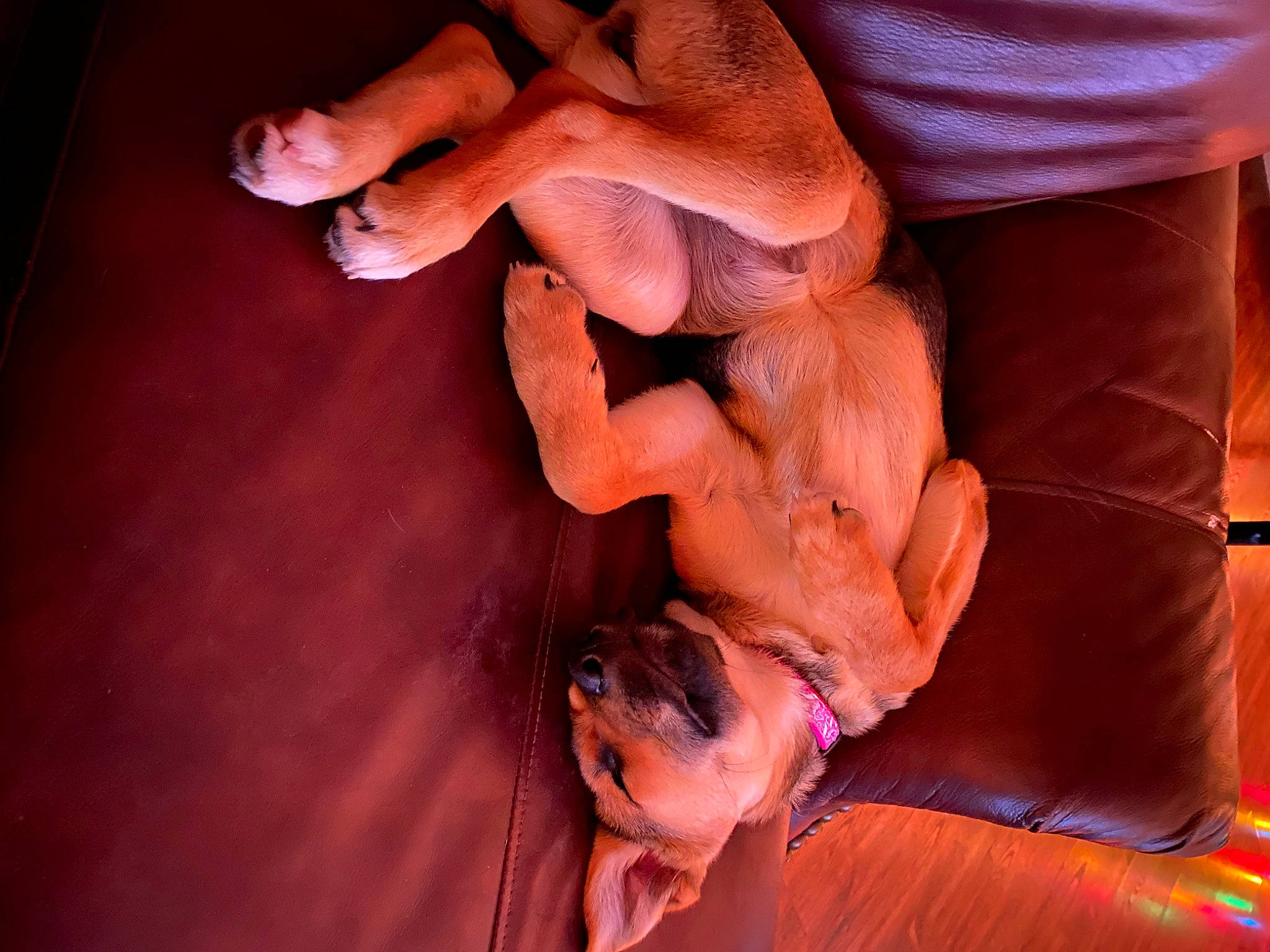 Junebug joined the competition — help win amazing prizes! fawn, flesh, hand, human_body, muscle, pink