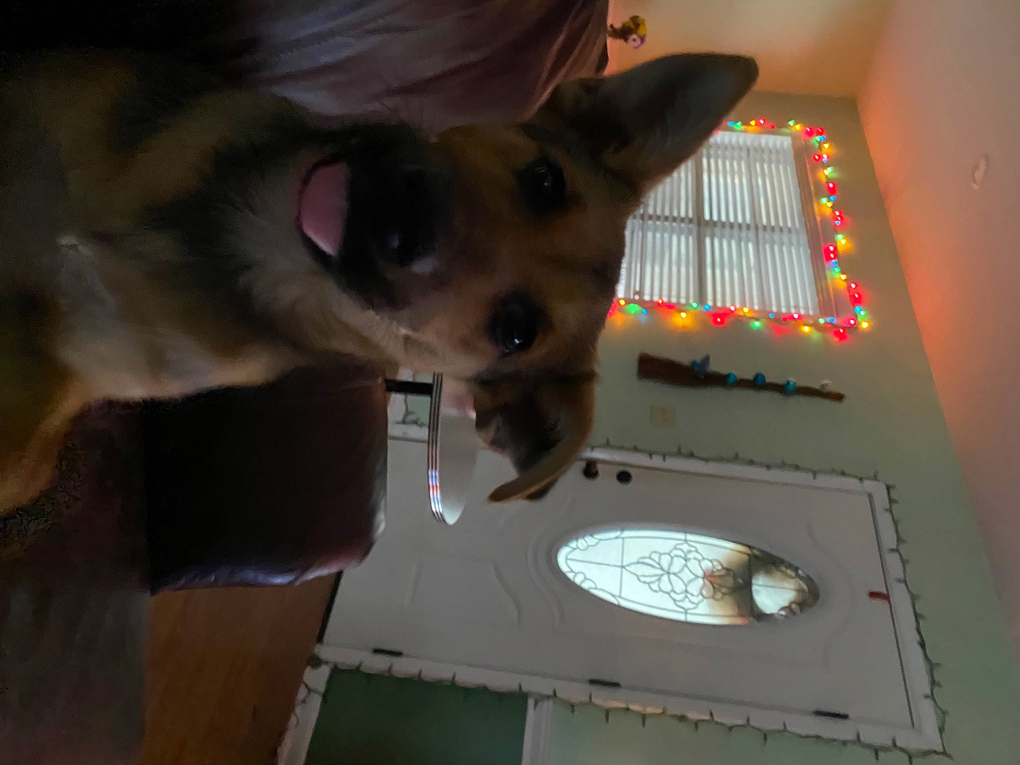 Junebug is registered to the contest to win money with this photo: canidae, carnivore, dog, dog_breed, ear, fawn, snout