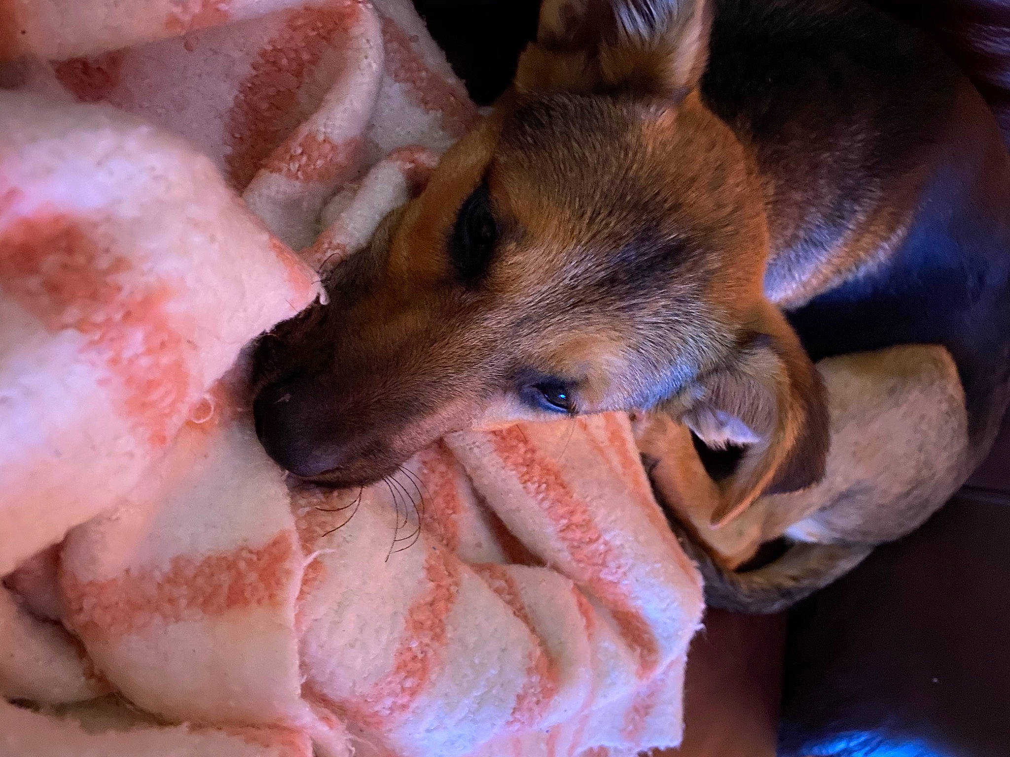 Junebug joined the competition — help win amazing prizes! canidae, carnivore, dog, dog_breed, mammal, snout, vertebrate