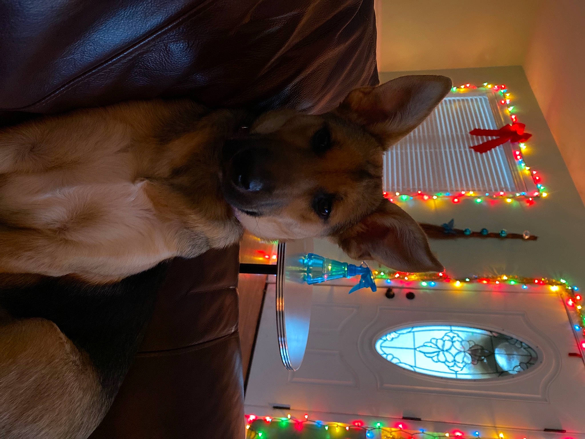 Junebug joined the competition — help win amazing prizes! brown, canidae, carnivore, collar, companion_dog, dog, dog_breed, dog_supply, fawn, fur, leather, light, lighting, liver, pet_supply, snout, sporting_group, tan, working_animal, working_dog