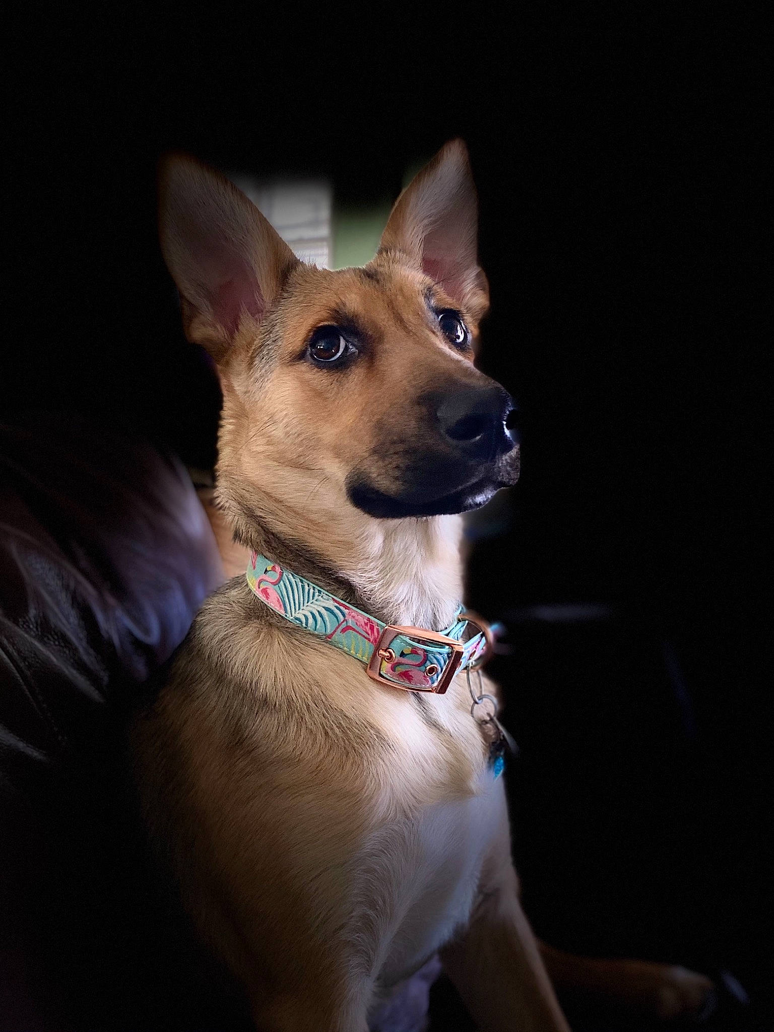 Junebug is registered to the contest to win money with this photo: canidae, carnivore, collar, dog, dog_breed, dog_collar, dog_supply, fawn, flash_photography, hunting_dog, leash, liver, pet_supply, snout, sporting_group, working_animal, working_dog