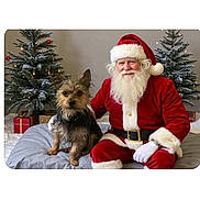 Chestnut joined the competition — help win amazing prizes! beard, bed, celebration, christmas_tree, decoration, dog, festive, friendship, fur, gift_box, happy, holiday, indoor, pet, posing, red_costume, santa_claus, smiling, white_gloves, winter