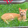 Nala joined the competition — help win amazing prizes! cat, orange_cat, grass, outdoor, metal_mesh, metal_bar, pet, animal, feline, relaxed, lying_down, greenery, nature, cute, domestic_cat, whiskers, ears, eyes, fur, resting