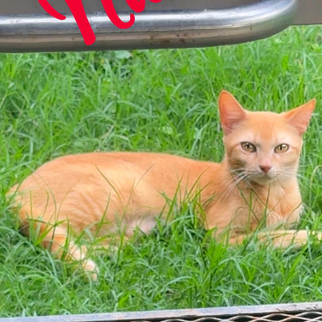 Nala