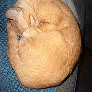 Nala joined the competition — help win amazing prizes! cat, ginger_cat, sleeping, curled_up, pet, feline, fur, cozy, blanket, textured, blue, gray, indoor, resting, cute, animal, domestic, quiet, relaxing, nap