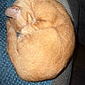 Nala joined the competition — help win amazing prizes! animal, blanket, blue, cat, cozy, curled_up, cute, domestic, feline, fur, ginger_cat, gray, indoor, nap, pet, quiet, relaxing, resting, sleeping, textured