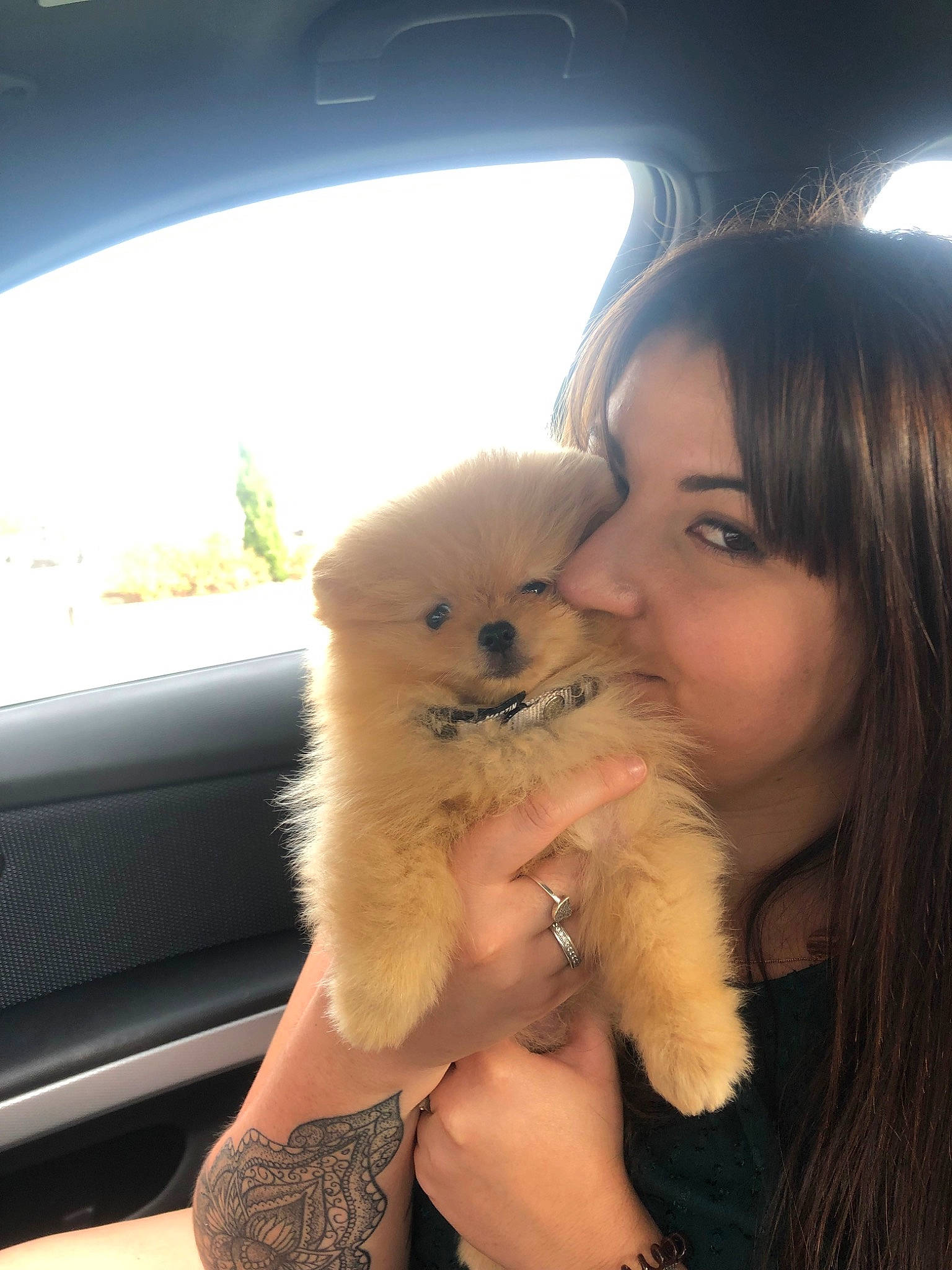 Pixie a rejoint le concours — aidez-le/la à gagner de superbes lots ! canidae, carnivore, companion_dog, dog, dog_breed, fawn, german_spitz_klein, german_spitz_mittel, mammal, mouth, non_sporting_group, nose, photography, pomeranian, puppy, puppy_love, skin, snout, spitz, toy_dog