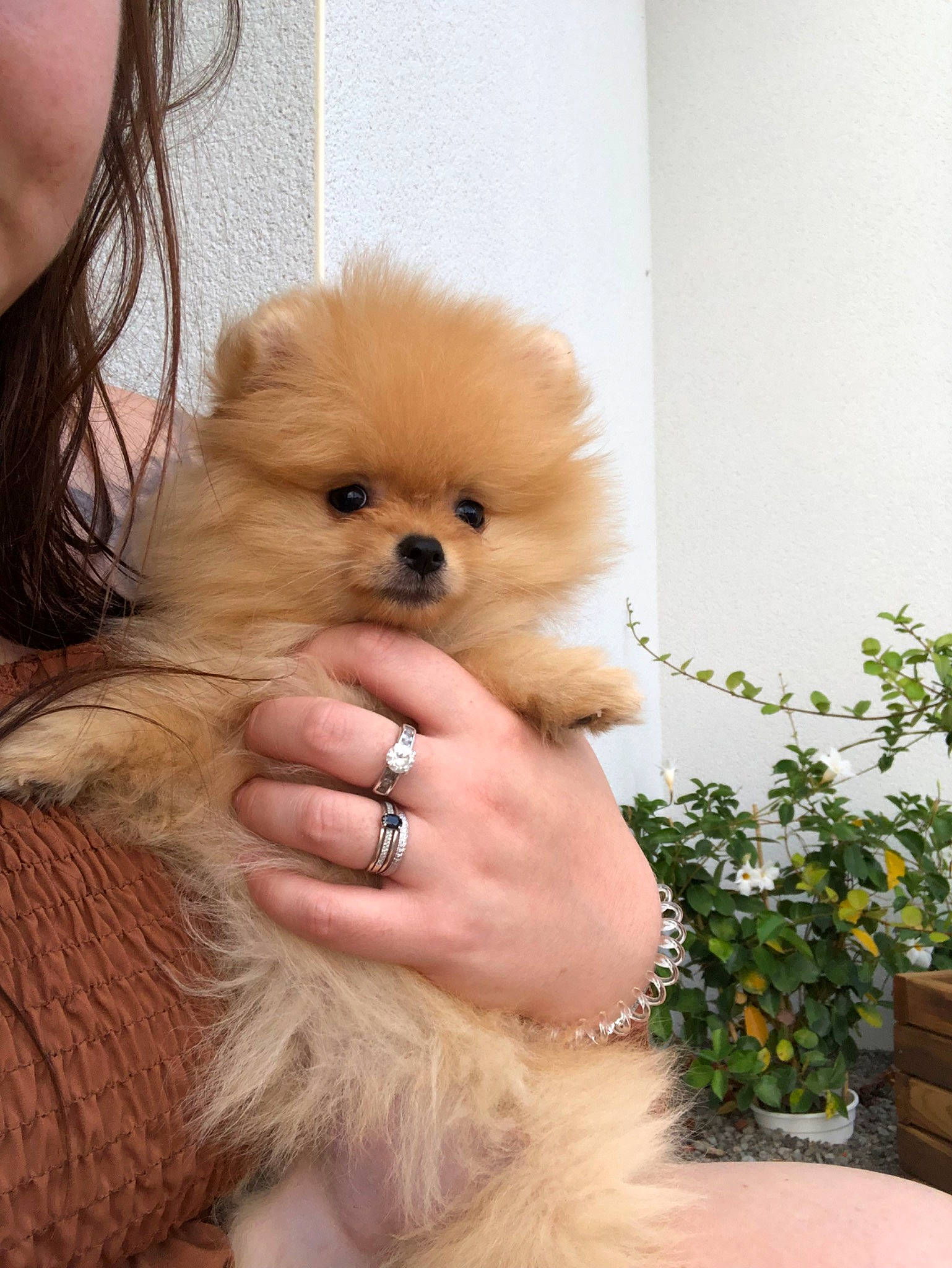 Pixie participe au concours pour gagner de l'argent avec cette photo : ancient_dog_breeds, canidae, carnivore, companion_dog, dog, dog_breed, fawn, german_spitz, german_spitz_klein, german_spitz_mittel, mammal, non_sporting_group, pomeranian, puppy, skin, spitz, sporting_group, toy_dog, vertebrate, volpino_italiano