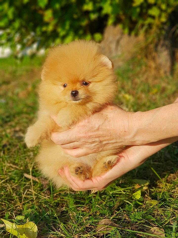 Pixie a rejoint le concours — aidez-le/la à gagner de superbes lots ! ancient_dog_breeds, canidae, carnivore, companion_dog, dog, dog_breed, fawn, german_spitz, german_spitz_klein, german_spitz_mittel, grass, mammal, non_sporting_group, pomeranian, puppy, skin, spitz, toy_dog, vertebrate, volpino_italiano