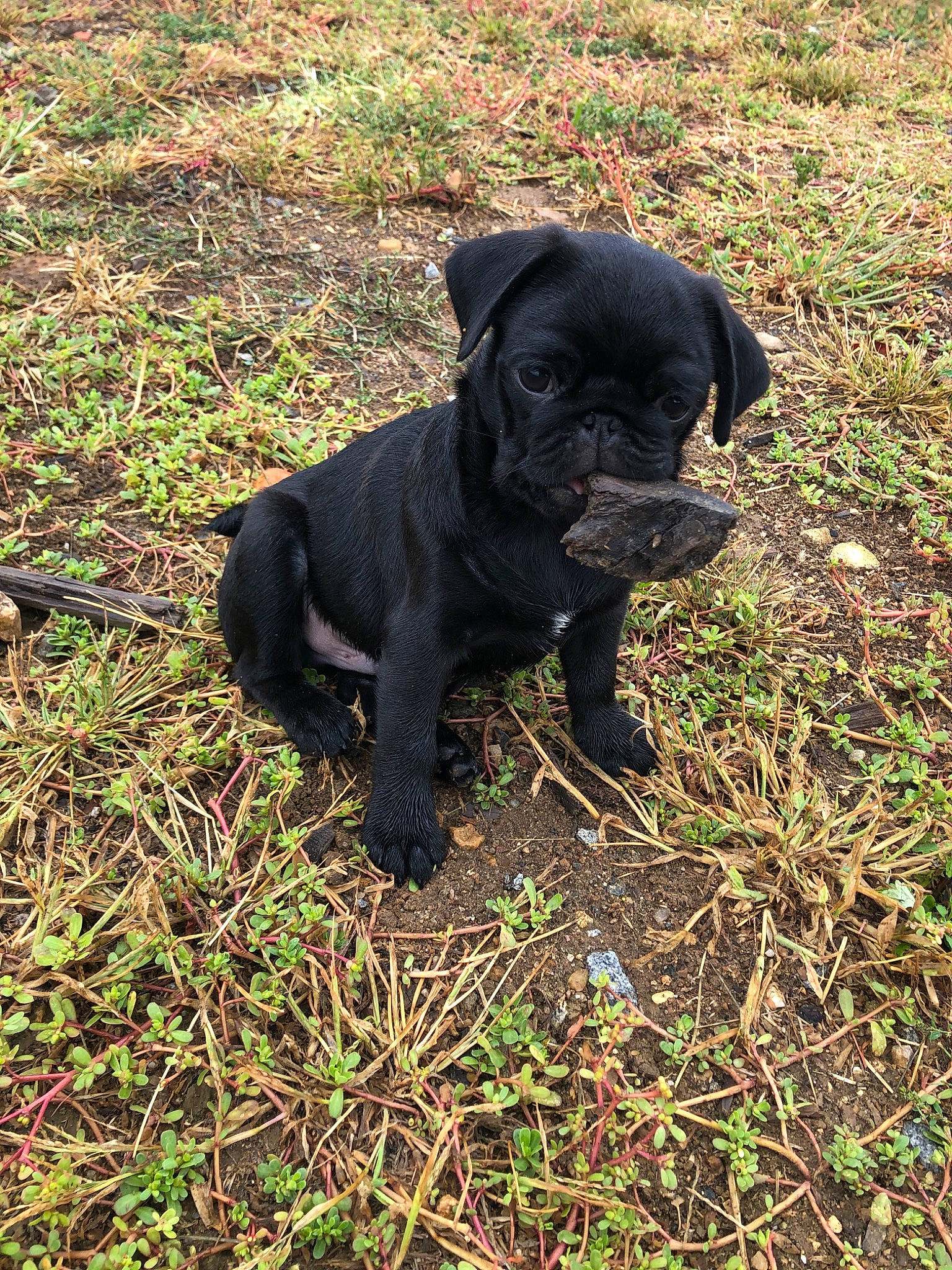 Philou participe au concours pour gagner de l'argent avec cette photo : cane_corso, canidae, carnivore, companion_dog, dog, dog_breed, guard_dog, mammal, molosser, non_sporting_group, puppy, rare_breed_dog, snout, sporting_group, vertebrate
