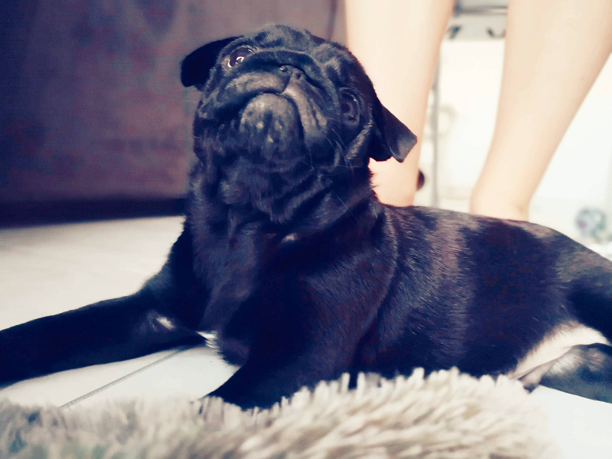 Philou a rejoint le concours — aidez-le/la à gagner de superbes lots ! cane_corso, canidae, carnivore, companion_dog, dog, dog_breed, fawn, fur, guard_dog, mammal, non_sporting_group, pug, puggle, puppy, puppy_love, snout, sporting_group, toy_dog, vertebrate