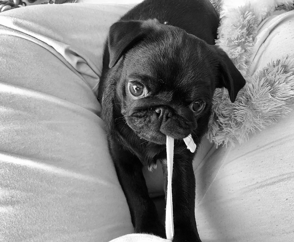 Philou participe au concours pour gagner de l'argent avec cette photo : black_and_white, canidae, carnivore, companion_dog, dog, dog_breed, eye, fawn, mammal, photography, pug, puggle, puppy, skin, snout, sporting_group, toy_dog, whiskers, wrinkle