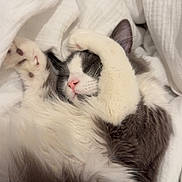 Milo a rejoint le concours — aidez-le/la à gagner de superbes lots ! cat, sleeping, fluffy, gray, white, paw, nose, blanket, cozy, fur, cute, pet, resting, indoor, closeup, adorable, relaxed, animal, whiskers, soft