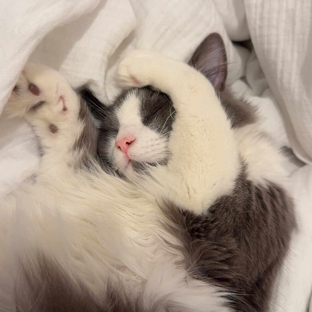 Milo a rejoint le concours — aidez-le/la à gagner de superbes lots ! adorable, animal, blanket, cat, closeup, cozy, cute, fluffy, fur, gray, indoor, nose, paw, pet, relaxed, resting, sleeping, soft, whiskers, white