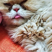 Max joined the competition — help win amazing prizes! cat, fluffy, sleeping, tongue_out, close_up, pet, fur, orange_background, cute, relaxed, whiskers, nose, paw, indoors, domestic_animal, cozy, resting, face, animal, feline