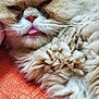 cat, fluffy, sleeping, tongue_out, close_up, pet, fur, orange_background, cute, relaxed, whiskers, nose, paw, indoors, domestic_animal, cozy, resting, face, animal, feline