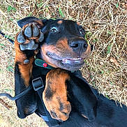 Kuma a rejoint le concours — aidez-le/la à gagner de superbes lots ! dog, puppy, black_and_brown, paw, grass, outdoor, playful, smiling, cute, pet, animal, collar, harness, lying_down, happy, nature, close_up, expression, canine, friendly