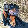 dog, puppy, black_and_brown, paw, grass, outdoor, playful, smiling, cute, pet, animal, collar, harness, lying_down, happy, nature, close_up, expression, canine, friendly