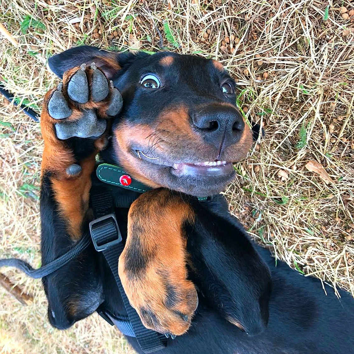 Kuma a rejoint le concours — aidez-le/la à gagner de superbes lots ! dog, puppy, black_and_brown, paw, grass, outdoor, playful, smiling, cute, pet, animal, collar, harness, lying_down, happy, nature, close_up, expression, canine, friendly