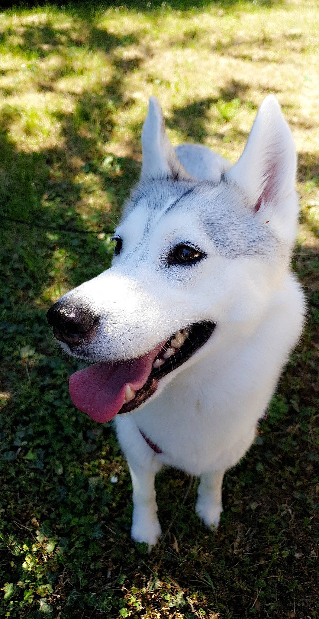 Nyméria participe au concours pour gagner de l'argent avec cette photo : canidae, carnivore, collar, companion_dog, dog, dog_breed, dog_collar, fang, grass, jaw, organ, snout, sporting_group, tongue, tooth, whiskers, working_animal, working_dog