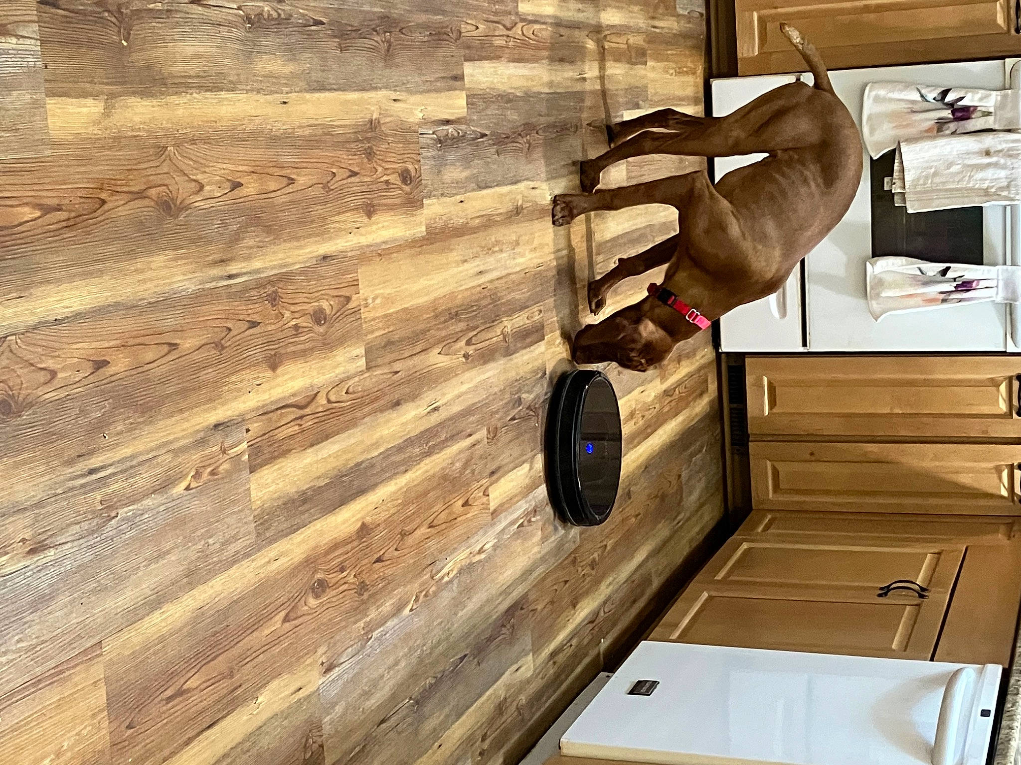 Vinny joined the competition — help win amazing prizes! automotive_design, beam, cabinetry, door_handle, drawer, eyewear, floor, flooring, hardwood, helmet, laminate_flooring, lumber, plank, plywood, shelf, shelving, table, varnish, wood, wood_stain