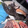 Jasper is registered to the contest to win money with this photo: bed, black_and_white, blanket, blue_shirt, cat, colorful_blanket, comfort, cozy, fur, human_arm, indoor, kitten, paw, pet, relaxation, resting, sleeping, snuggling, soft, whiskers
