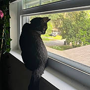 Jasper is registered to the contest to win money with this photo: animal, black_cat, cat, daylight, domestic_cat, fur, greenery, houseplant, indoor, looking_outside, nature_outside, pet, quiet, resting, screen, side_view, tail, whiskers, window, windowsill